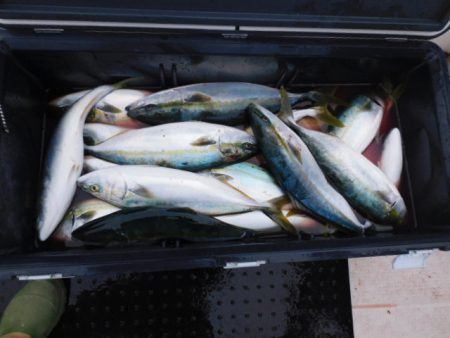 ジギング船 BLUEWATER 釣果