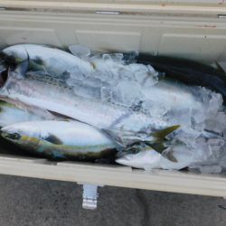 ジギング船 BLUEWATER 釣果