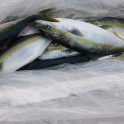 ジギング船 BLUEWATER 釣果