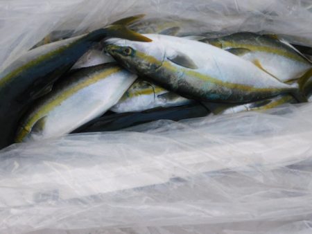 ジギング船 BLUEWATER 釣果