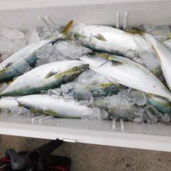 ジギング船 BLUEWATER 釣果