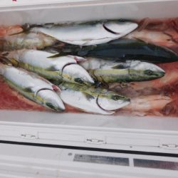 ジギング船 BLUEWATER 釣果