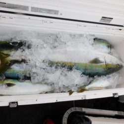 ジギング船 BLUEWATER 釣果