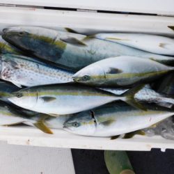 ジギング船 BLUEWATER 釣果