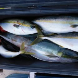 ジギング船 BLUEWATER 釣果