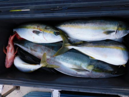 ジギング船 BLUEWATER 釣果