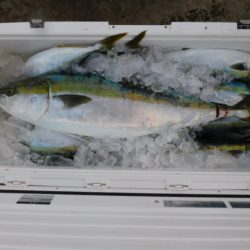 ジギング船 BLUEWATER 釣果