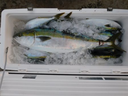 ジギング船 BLUEWATER 釣果