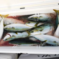 ジギング船 BLUEWATER 釣果