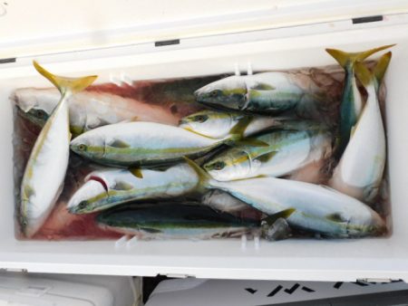 ジギング船 BLUEWATER 釣果