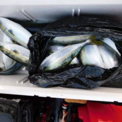 ジギング船 BLUEWATER 釣果