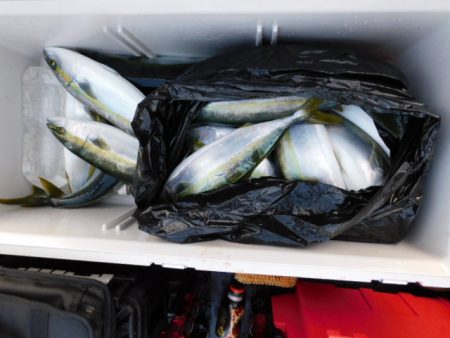 ジギング船 BLUEWATER 釣果