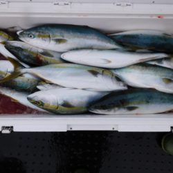 ジギング船 BLUEWATER 釣果