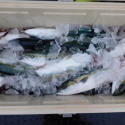 ジギング船 BLUEWATER 釣果