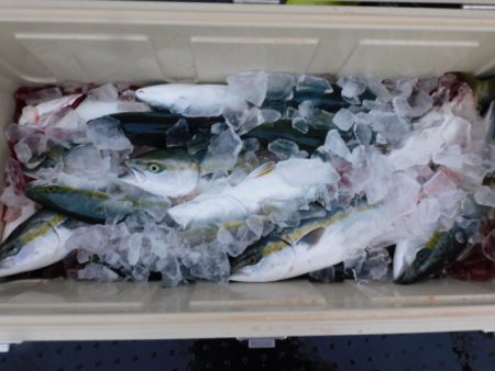 ジギング船 BLUEWATER 釣果