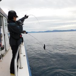 ジギング船 BLUEWATER 釣果