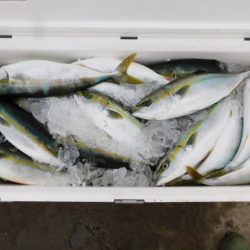 ジギング船 BLUEWATER 釣果