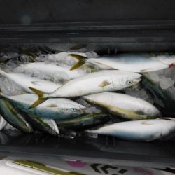 ジギング船 BLUEWATER 釣果