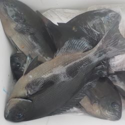 千鳥丸 釣果