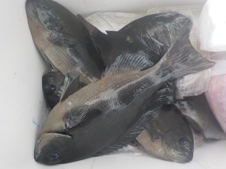 千鳥丸 釣果