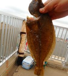 鹿島港魚釣園 釣果