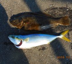 鹿島港魚釣園 釣果