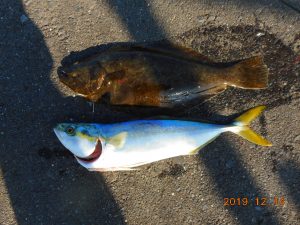 鹿島港魚釣園 釣果