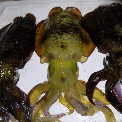 フィッシングボート空風(そらかぜ) 釣果