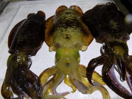 フィッシングボート空風(そらかぜ) 釣果