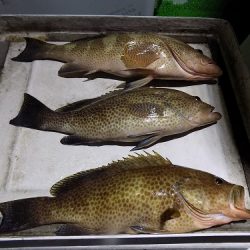 フィッシングボート空風(そらかぜ) 釣果