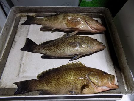 フィッシングボート空風(そらかぜ) 釣果