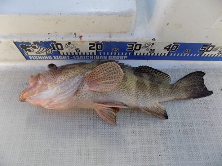 フィッシングボート空風(そらかぜ) 釣果