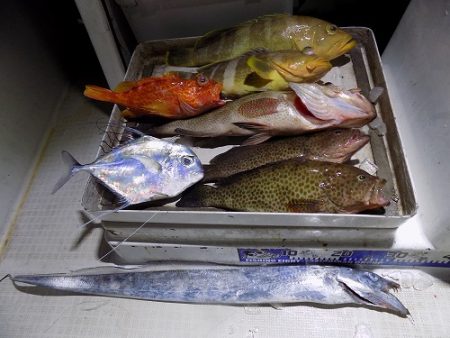 フィッシングボート空風(そらかぜ) 釣果