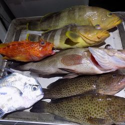 フィッシングボート空風(そらかぜ) 釣果