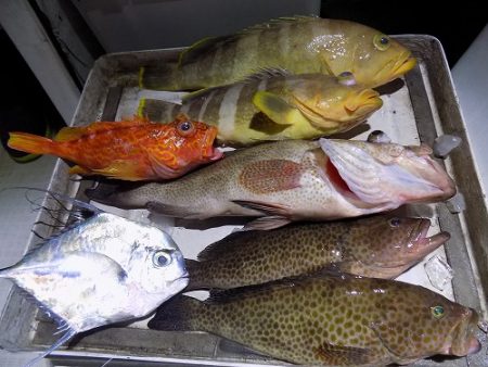 フィッシングボート空風(そらかぜ) 釣果