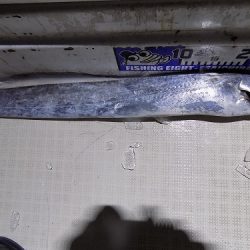 フィッシングボート空風(そらかぜ) 釣果