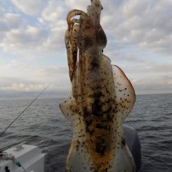フィッシングボート空風(そらかぜ) 釣果