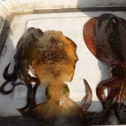 フィッシングボート空風(そらかぜ) 釣果