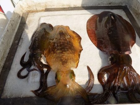 フィッシングボート空風(そらかぜ) 釣果