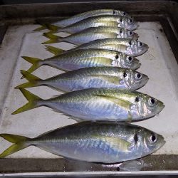 フィッシングボート空風(そらかぜ) 釣果