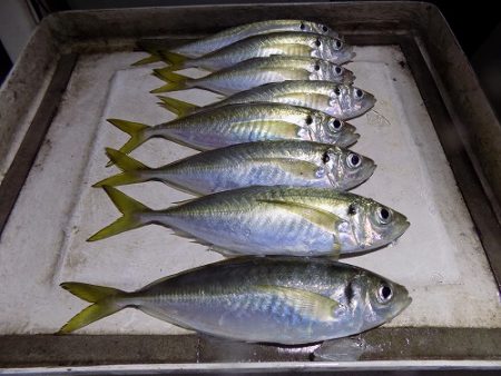 フィッシングボート空風(そらかぜ) 釣果