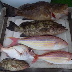 フィッシングボート空風(そらかぜ) 釣果