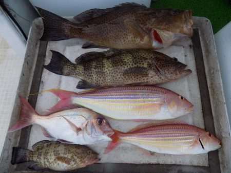 フィッシングボート空風(そらかぜ) 釣果