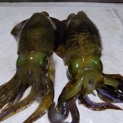 フィッシングボート空風(そらかぜ) 釣果