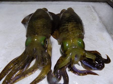 フィッシングボート空風(そらかぜ) 釣果