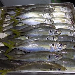 フィッシングボート空風(そらかぜ) 釣果