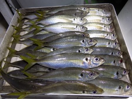 フィッシングボート空風(そらかぜ) 釣果