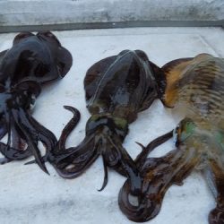 フィッシングボート空風(そらかぜ) 釣果