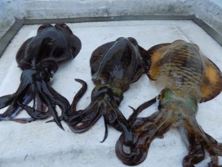 フィッシングボート空風(そらかぜ) 釣果