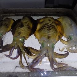 フィッシングボート空風(そらかぜ) 釣果